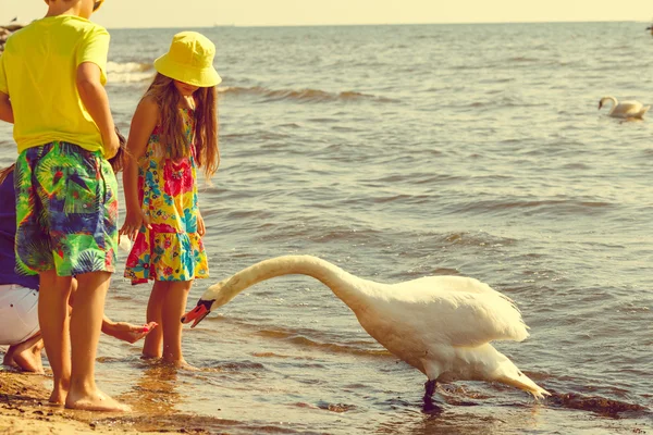 Niños jugando con cisne pájaro blanco . — Foto de Stock