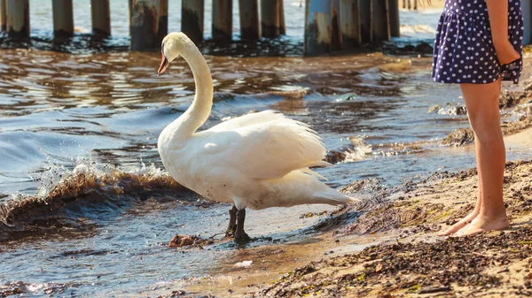 Menina brincando com cisne adulto . — Fotografia de Stock