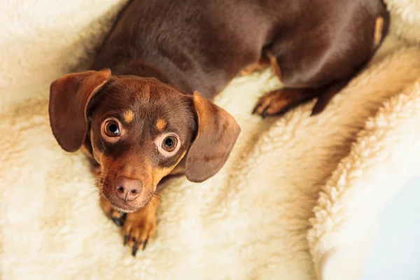 Mixed dog relaxing on bed at home — Stock Photo, Image