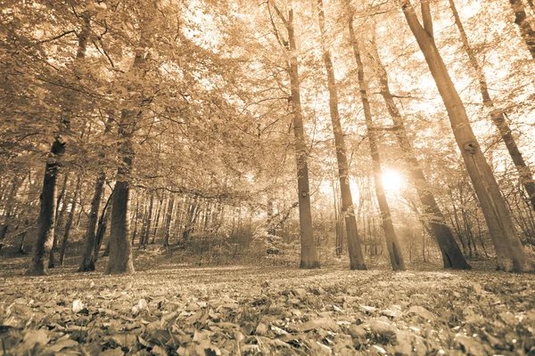 Herfst bomen in bos. — Stockfoto