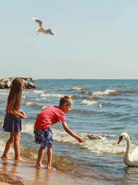 Crianças brincando com cisne pássaro branco . — Fotografia de Stock