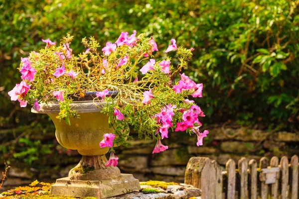 Pot en pierre avec fleurs roses — Photo