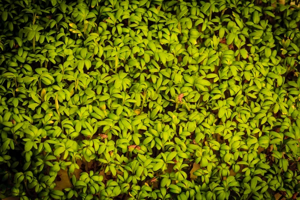 Primo piano di crescione di giardino come sfondo — Foto Stock