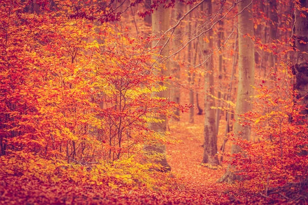 A természet őszi színek. — Stock Fotó
