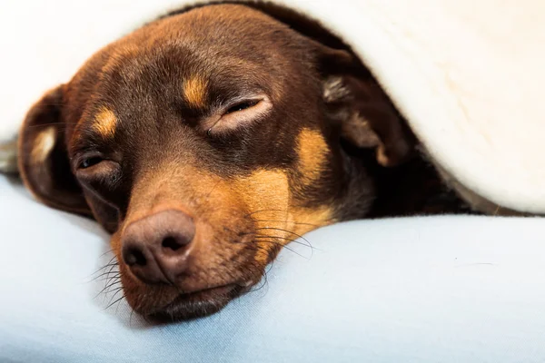 Mixed dog sleeping on bed at home — Stock Photo, Image