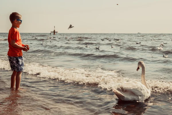 Menino na praia divirta-se alimentando cisne . — Fotografia de Stock