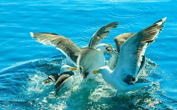 Много птиц чайки рыбалка в море — стоковое фото