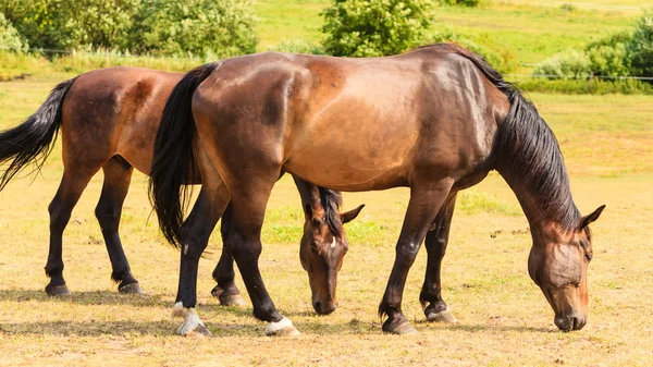 Majestuosos caballos elegantes en el prado . —  Fotos de Stock