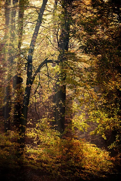 Raggi di sole attraverso gli alberi nel parco — Foto Stock