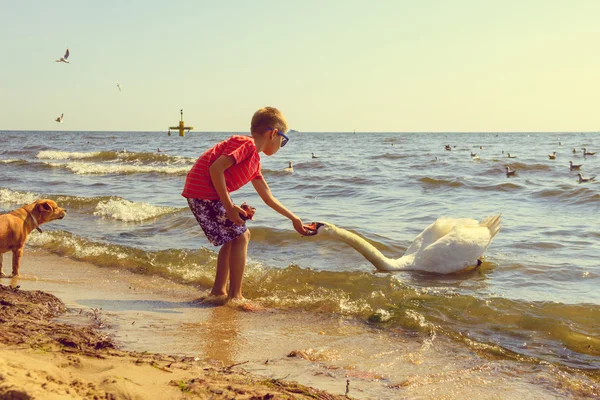 Petit garçon sur la plage amusez-vous à nourrir le cygne . — Photo