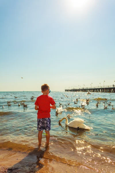 Petit garçon avec un beau cygne . — Photo