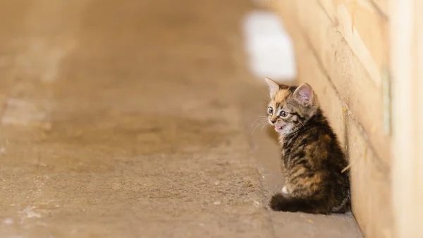 Little cute kitten kitty cat pet animal. — Stock Photo, Image