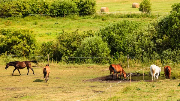Majestosos cavalos castanhos graciosos no prado . — Fotografia de Stock