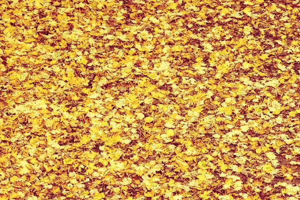 Background or texture of fallen autumn fall leaves — Stock Photo, Image