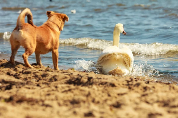 Hermoso perro jugando al aire libre solo . — Foto de Stock