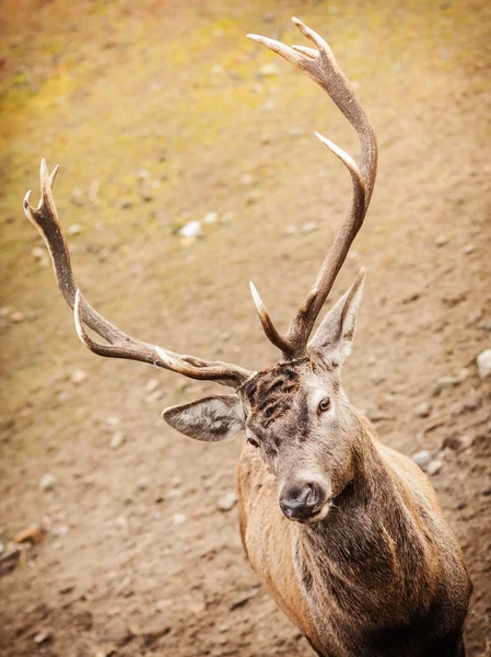 Červený jelen jelen v podzimním lese — Stock fotografie