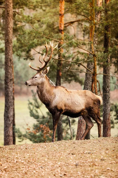 Červený jelen jelen v podzimním lese — Stock fotografie