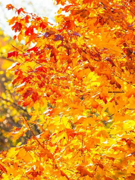 Autumn maple leaves background Stock Picture