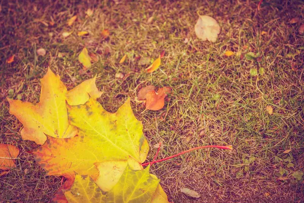 Fallen leaves on ground. — Stock Photo, Image