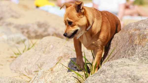 Perro animal mascota caminar al aire libre . — Foto de Stock