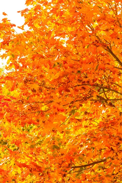Φθινοπωρινά φύλλα δέντρα πτώση φύση φόντο — Φωτογραφία Αρχείου