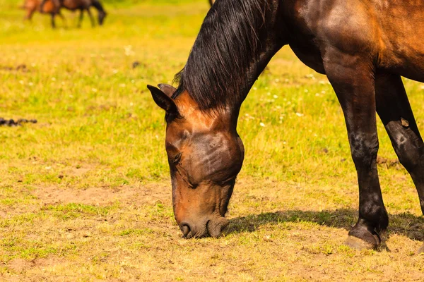 Majestuoso caballo marrón agraciado en el prado . —  Fotos de Stock