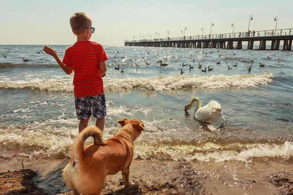 Petit garçon avec un beau cygne . — Photo