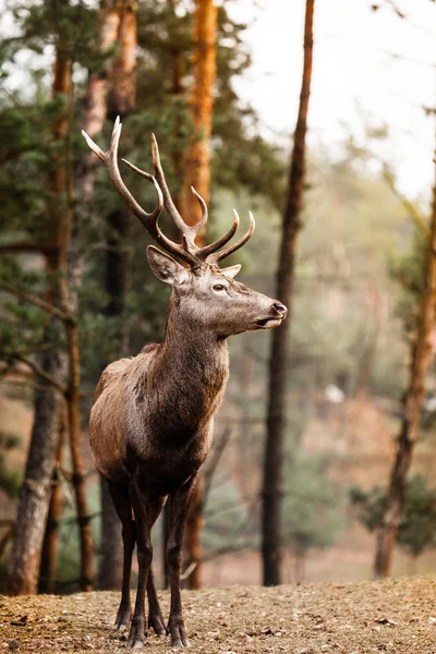 Red deer stag in autumn fall forest — Stock Photo, Image