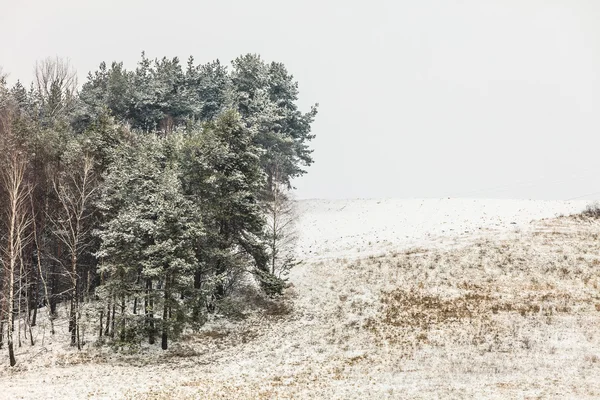 Árvores no campo cobertas de neve. Cenário de inverno — Fotografia de Stock