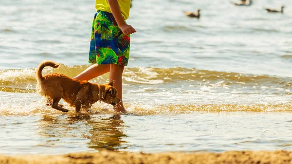 犬と遊んでる男の子. — ストック写真