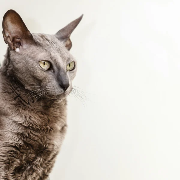 Animals at home. Egyptian mau cat portrait — Stock Photo, Image