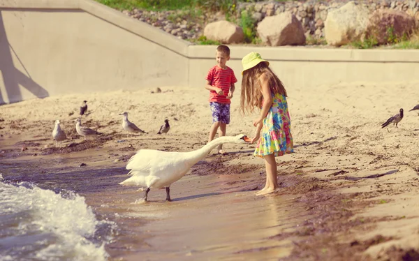 Crianças brincando com cisne pássaro branco . — Fotografia de Stock