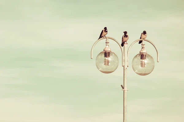 Птицы на городской лампе. Городская сцена, небо фон — стоковое фото