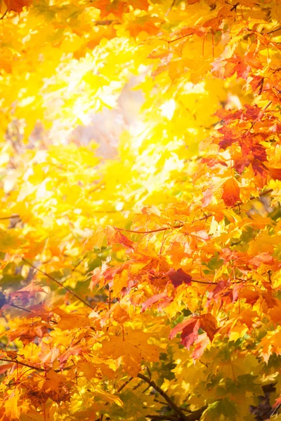 Podzimní javor opouští pozadí — Stock fotografie