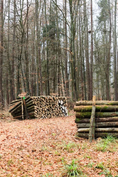 Großer Holzstapel im Herbstwald — Stockfoto