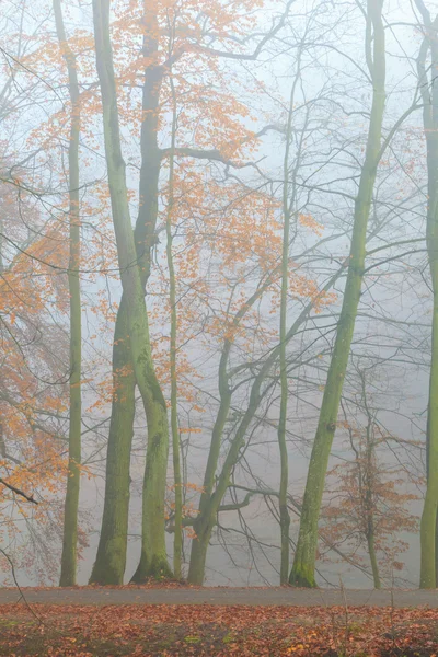 Parco autunnale nella nebbiosa giornata nebbiosa — Foto Stock