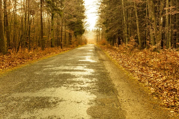 Country road in the forest on misty day — Stock Photo, Image