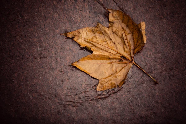 Queda. Folha de bordo de outono único no chão — Fotografia de Stock