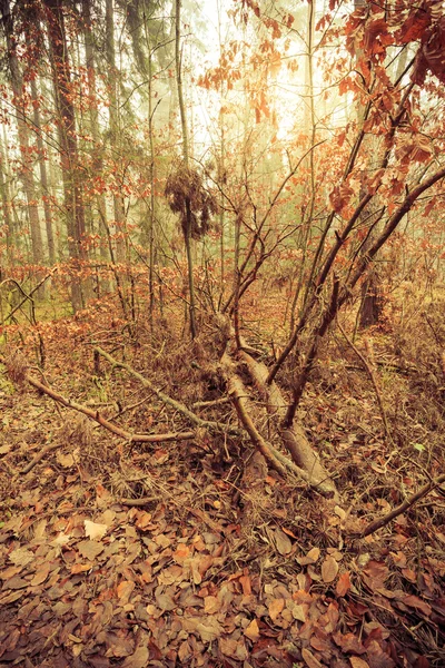 Schöne Herbstbäume. herbstliche Landschaft. Baum im Wald fällt, Park. — Stockfoto