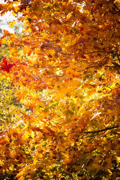 Outono folhas queda árvores natureza fundo — Fotografia de Stock