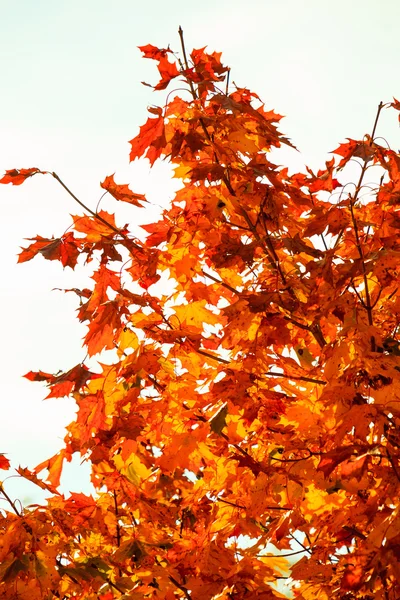 Autumn leaves fall trees nature background — Stock Photo, Image