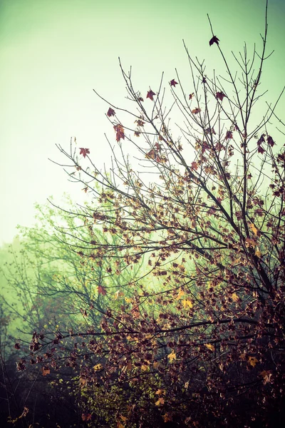 Renkli yaprak Park. — Stok fotoğraf