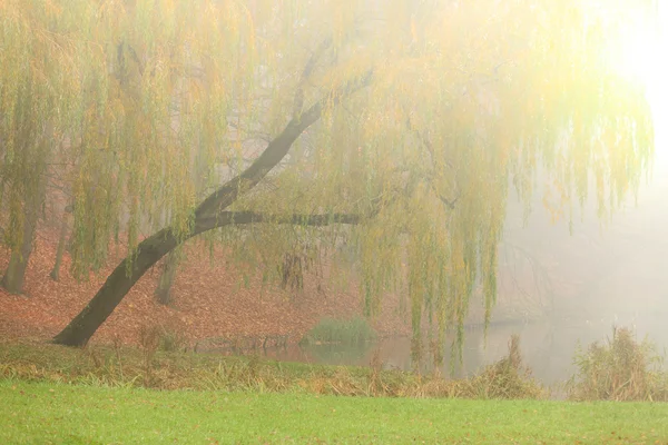 Weeping willow tree in autumn park. — Stock Photo, Image