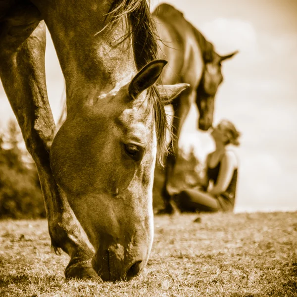 Chica joven cuidando de caballo . —  Fotos de Stock