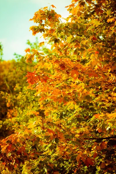Autunno foglie caduta alberi natura sfondo — Foto Stock