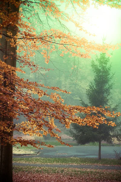 Mistig herfst park in mistige dag — Stockfoto