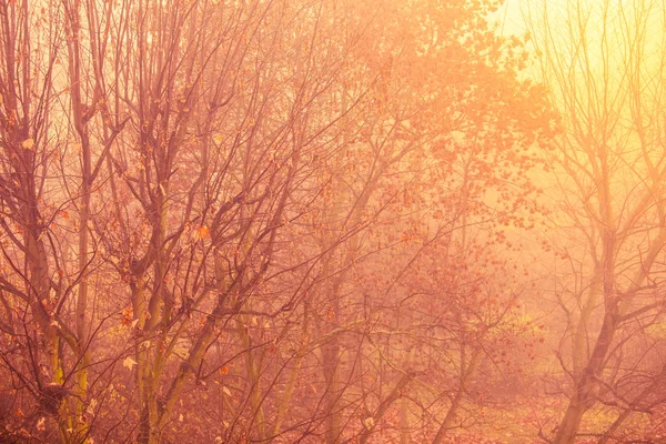 Feuilles d'automne lumineuses tombent arbres dans la forêt — Photo