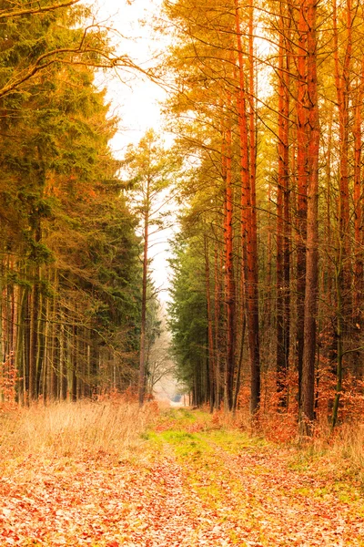 Landsväg i skogen på solig dag — Stockfoto