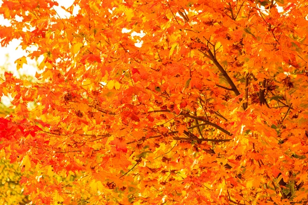 Autumn leaves fall trees nature background — Stock Photo, Image