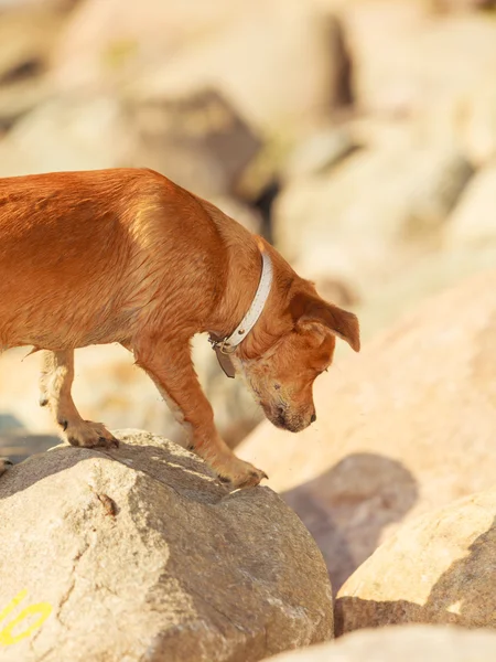 Cão lindo jogando ao ar livre sozinho . — Fotografia de Stock